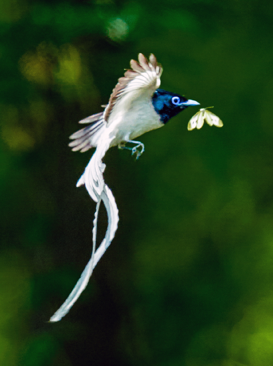 林中仙子寿带鸟扑蝶