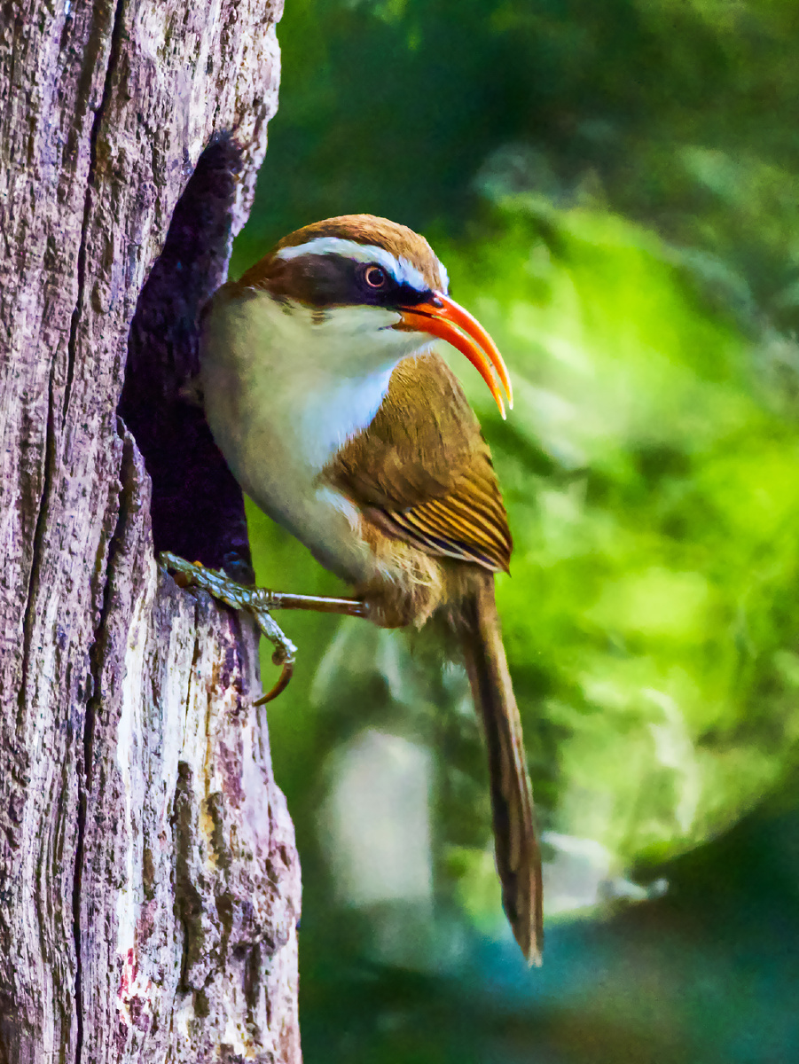 云南盈江拍鸟棕头钩嘴鹛