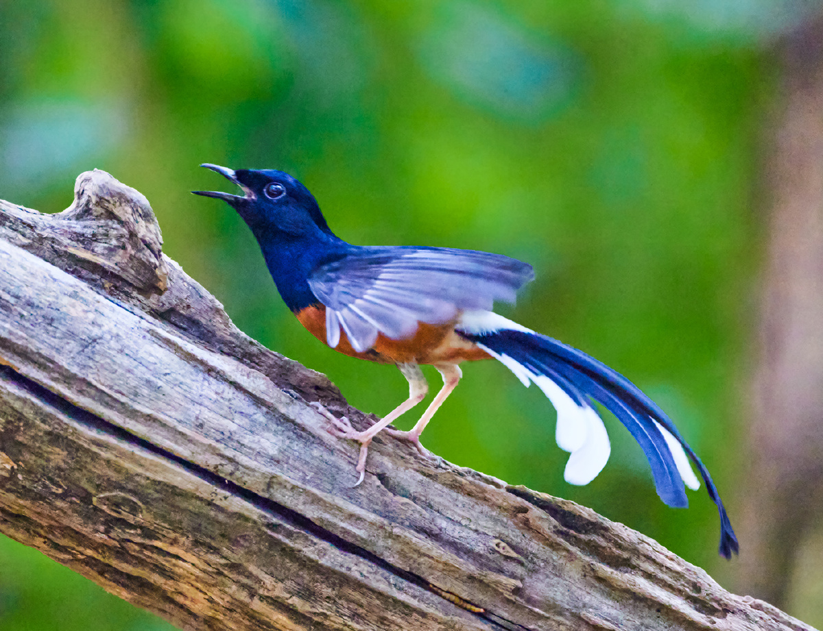 云南盈江拍鸟白腰鹊鸲