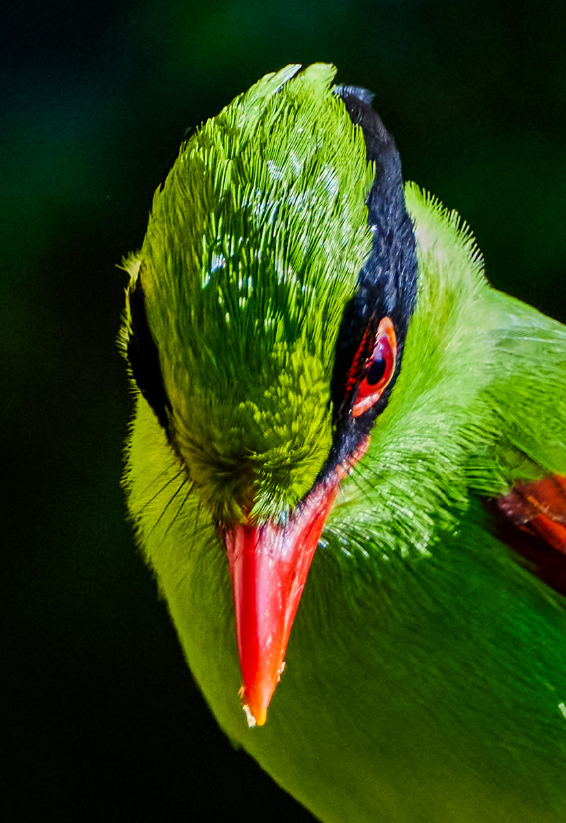 云南盈江拍鸟蓝绿鹊