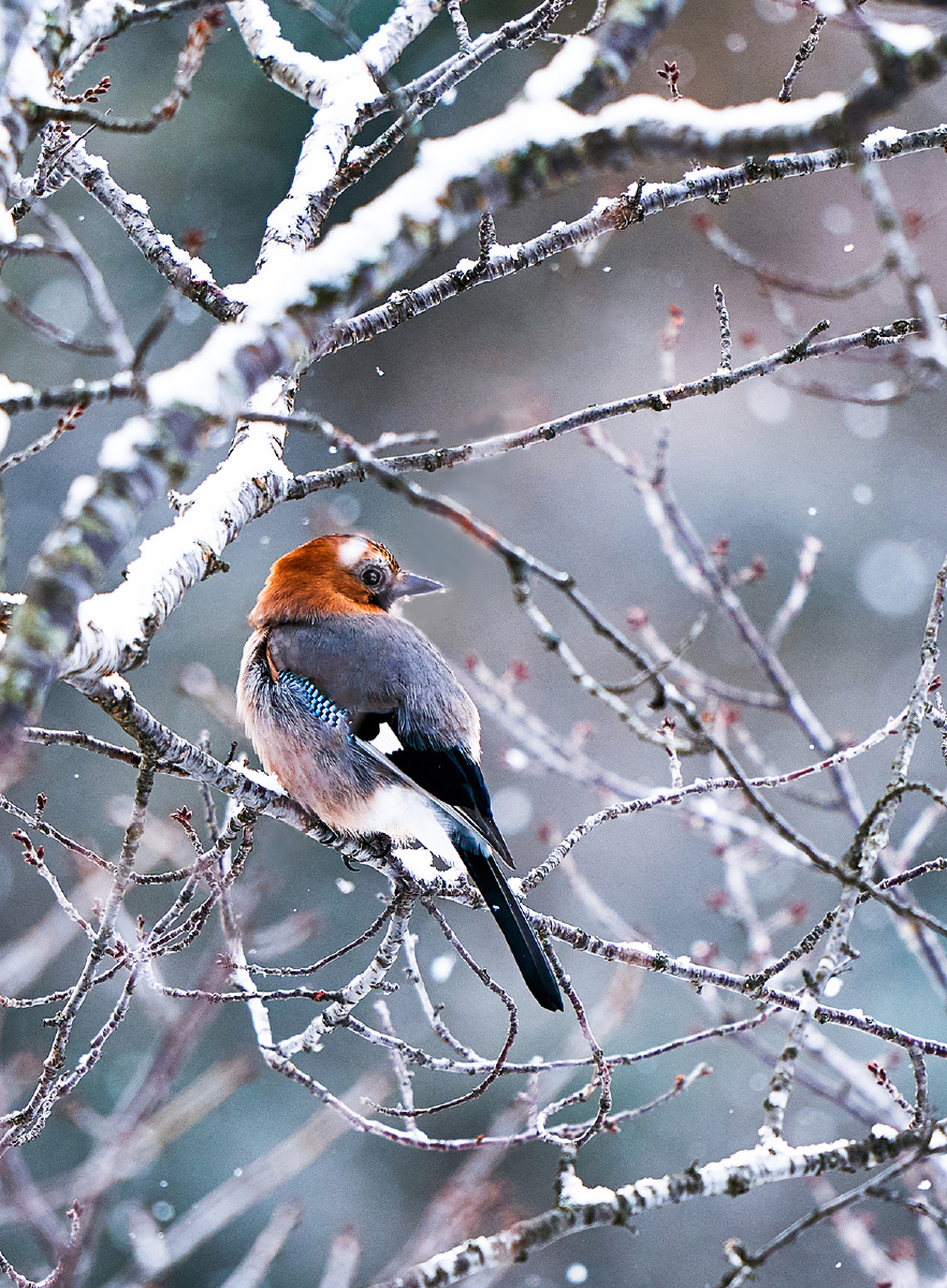 旅途拍鸟雪中的松鸦