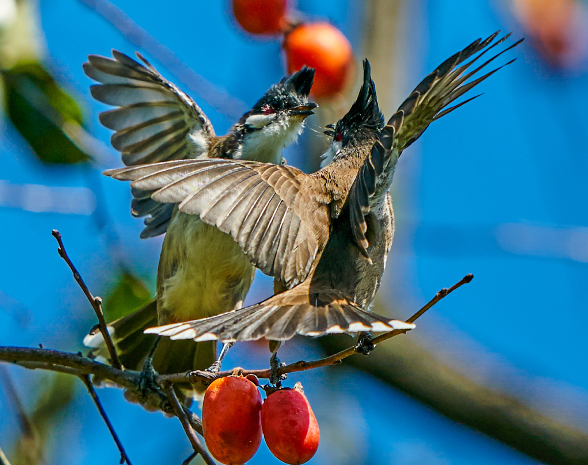 柿子树上的红耳鹎鸟