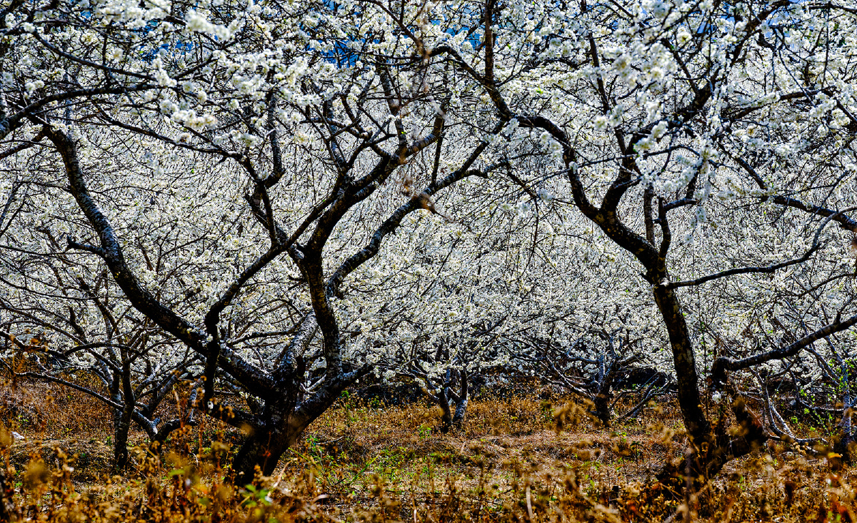 广州从化桂峰山李花盛开