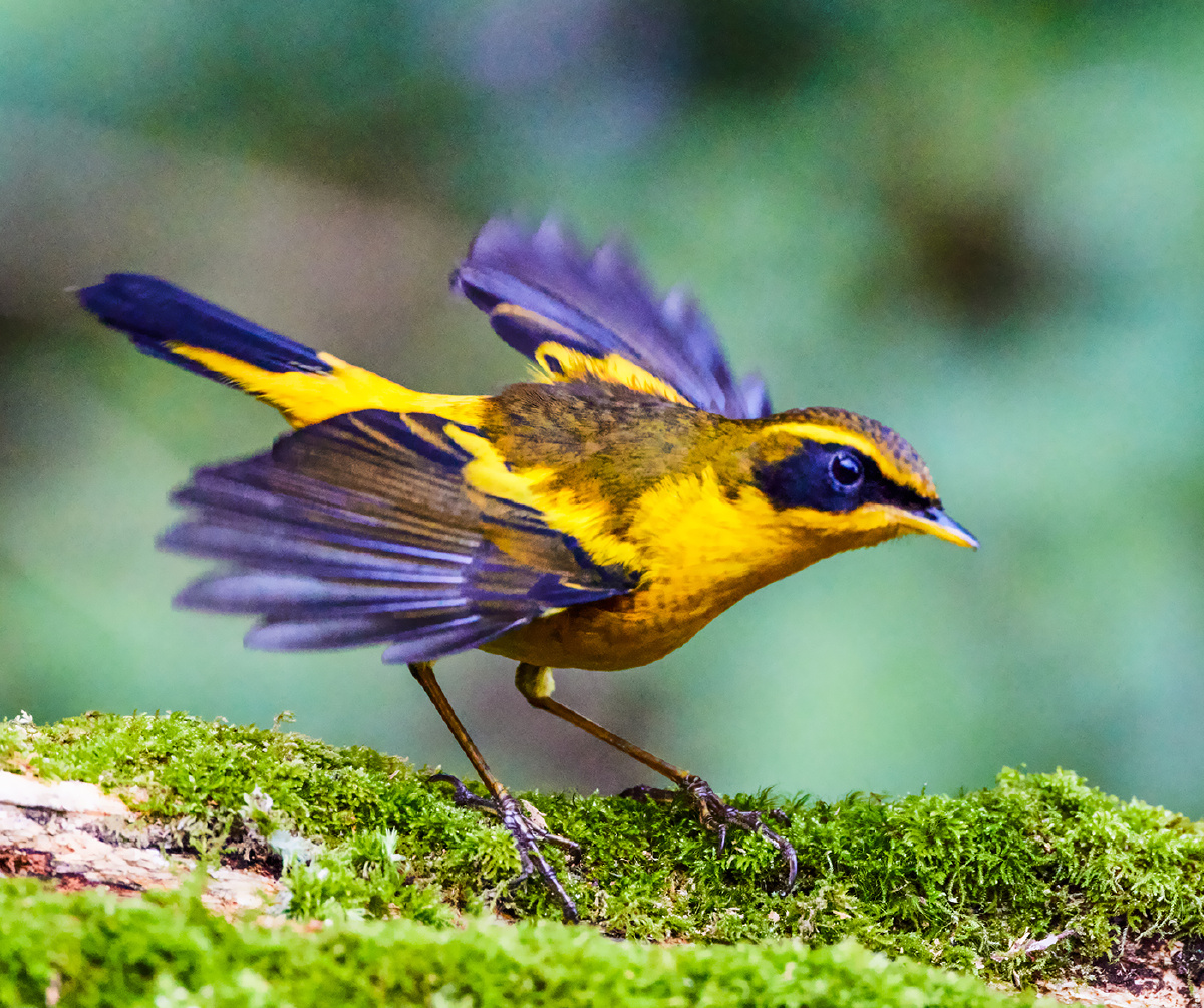 云南百花岭拍鸟金色林鸲