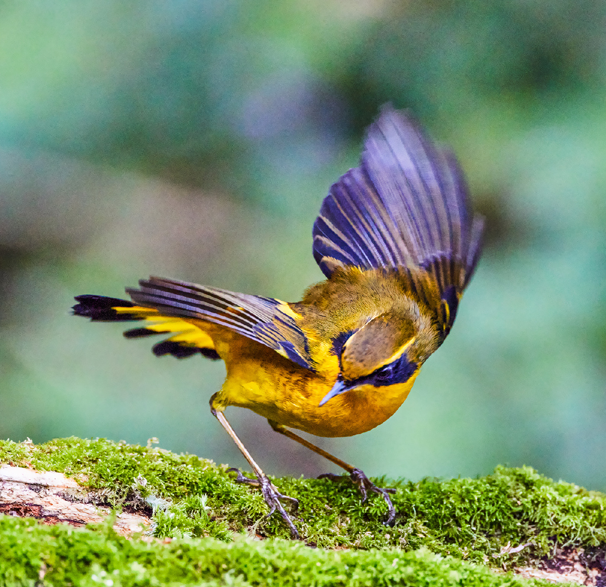 云南百花岭拍鸟金色林鸲