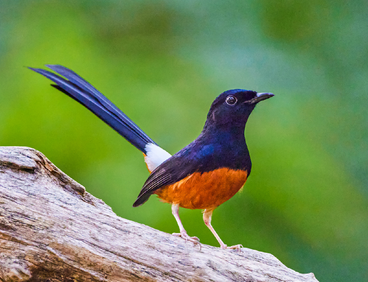 云南盈江拍鸟白腰鹊鸲