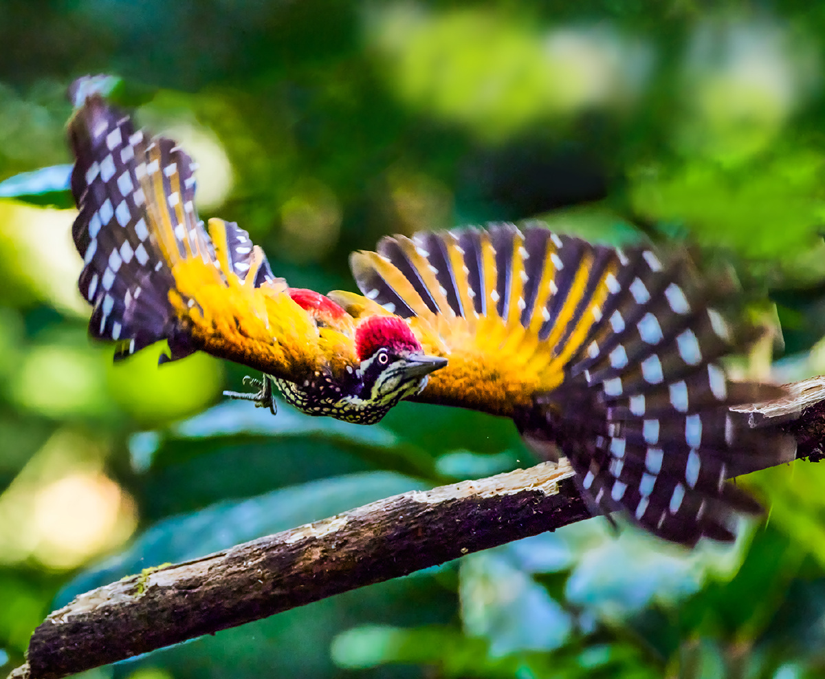 云南盈江犀鸟谷拍鸟大金背啄木鸟