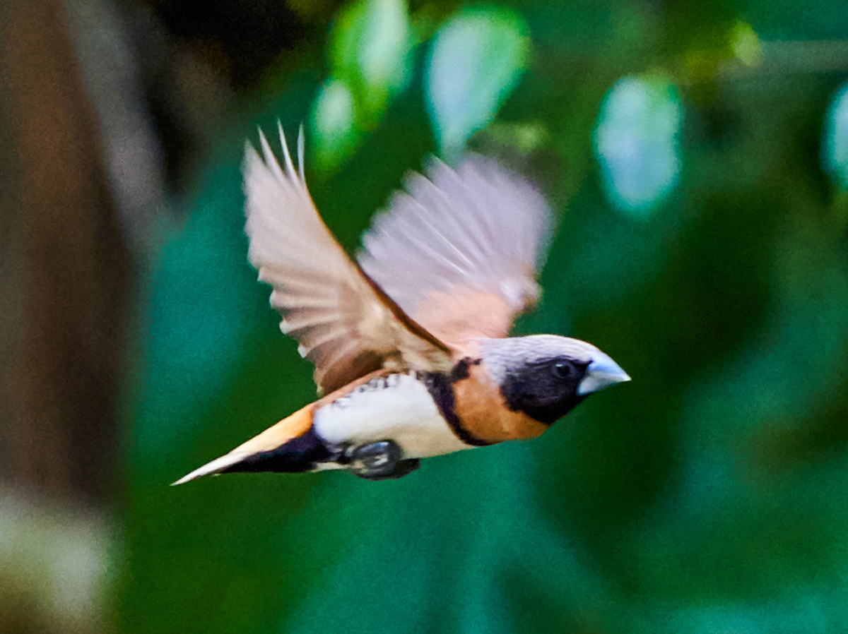 澳洲拍鸟栗胸文鸟