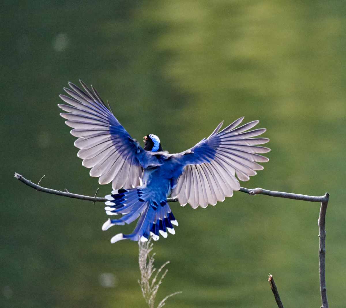广州拍鸟:红嘴蓝鹊 - 摄影师仇绍强 - 图虫