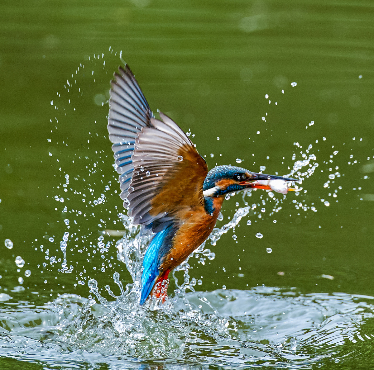 广州拍鸟小翠鸟抓鱼