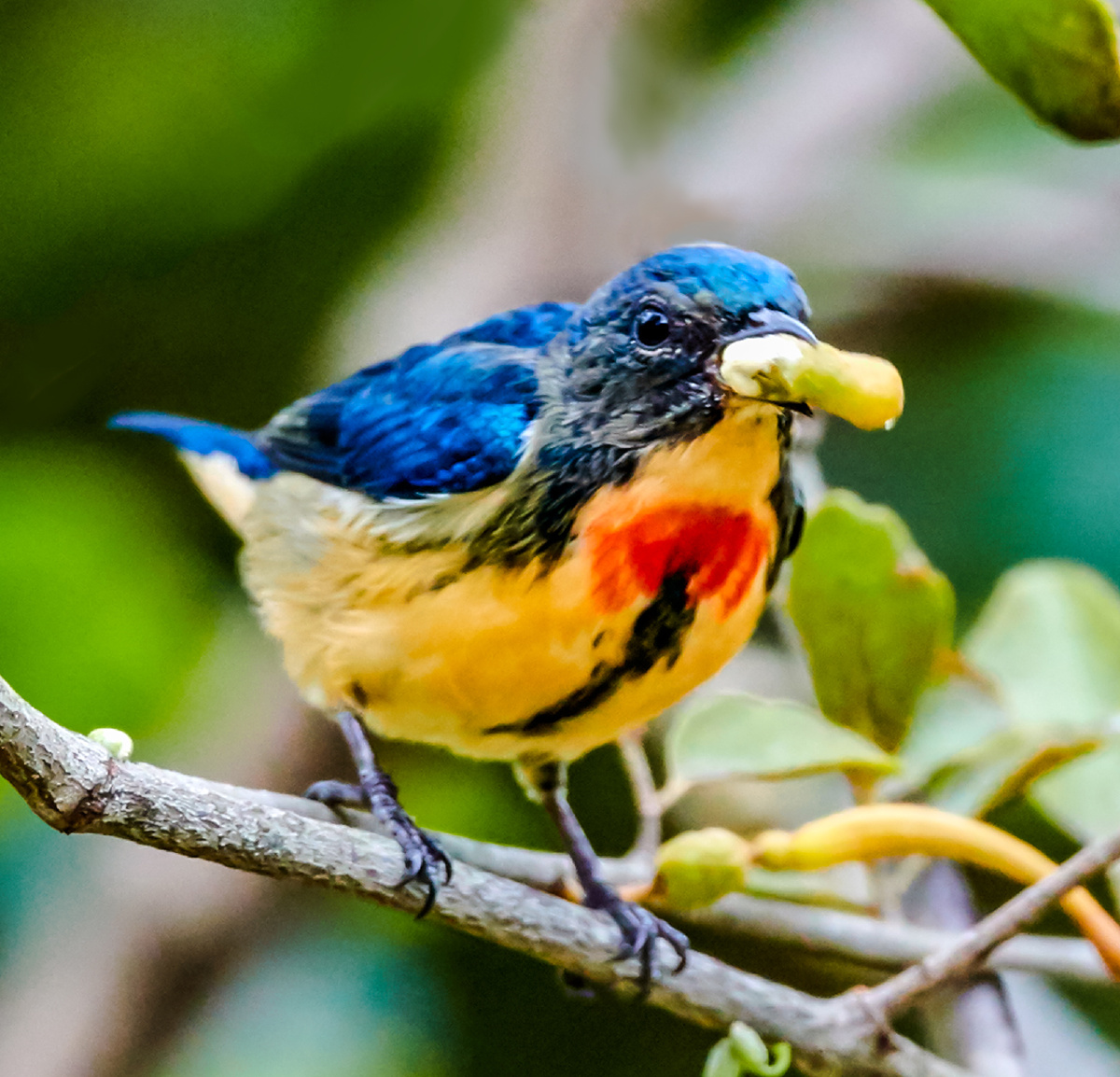 广州拍鸟红胸啄花鸟