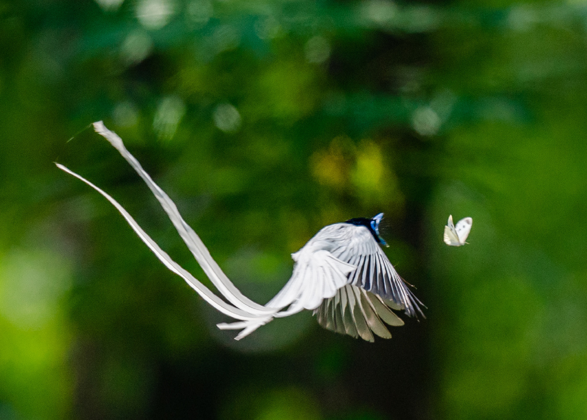 林中仙子寿带鸟扑蝶