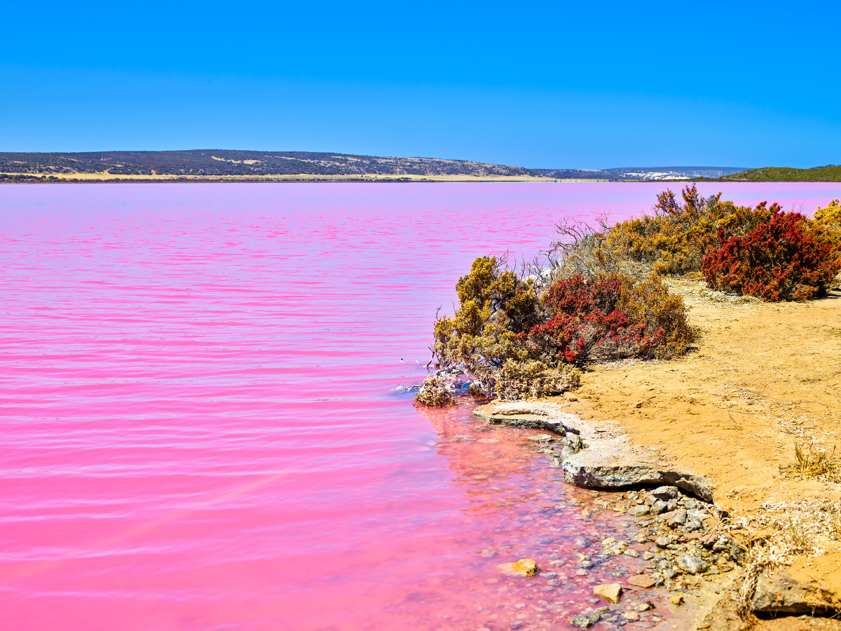 旅途留影粉红色的湖