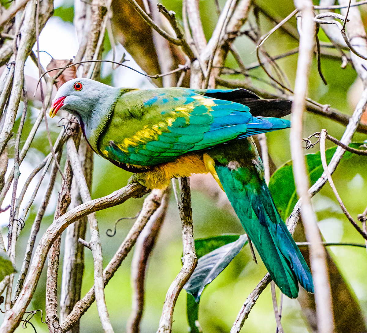 澳洲拍鸟巨果鸠