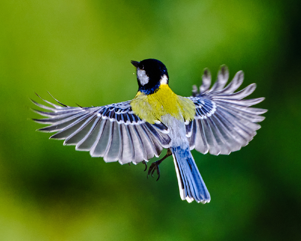 云南昆明拍鸟绿背山雀