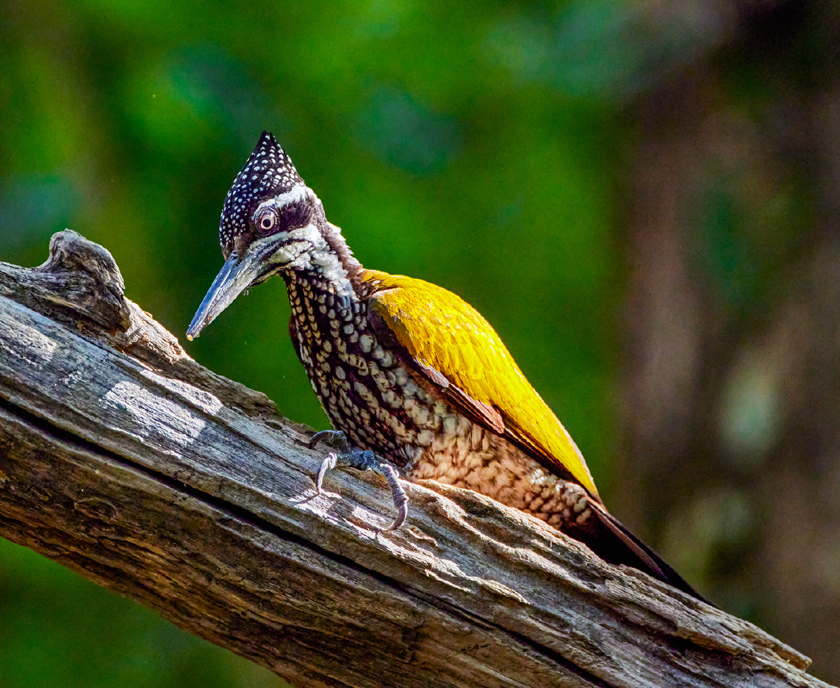云南盈江拍鸟大金背啄木鸟雌鸟