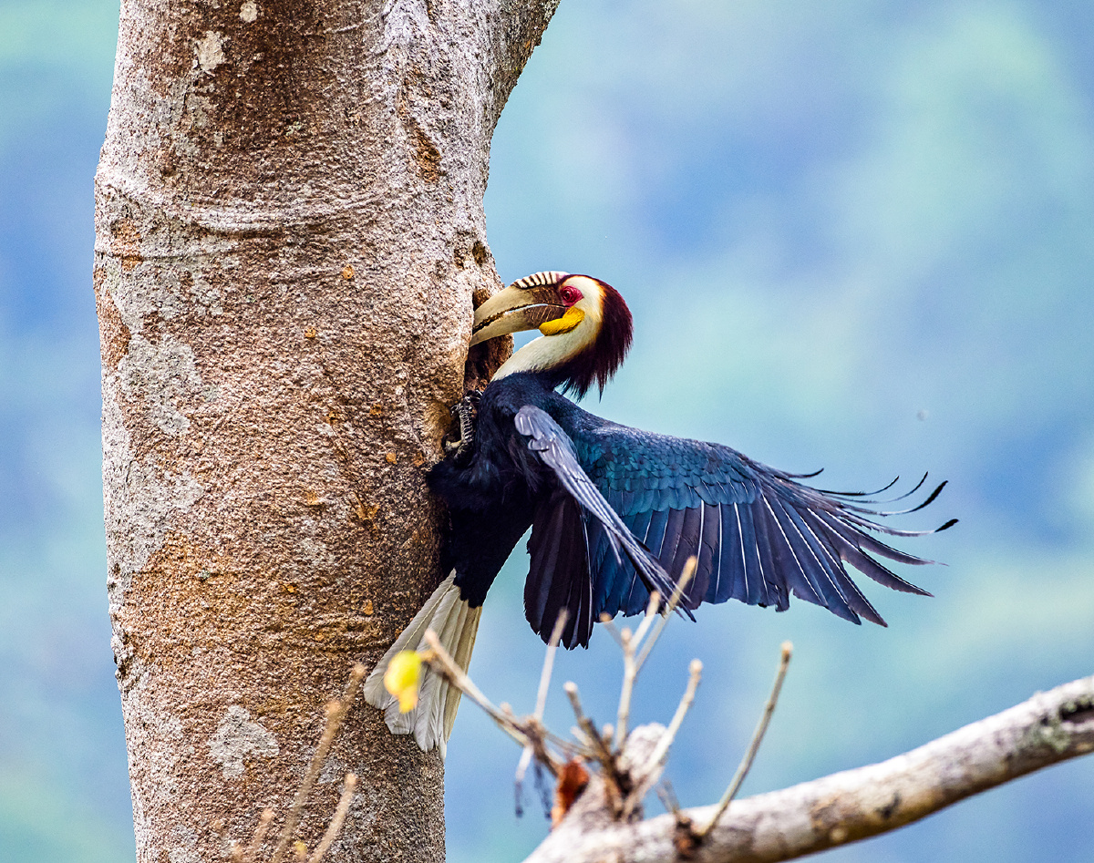 云南盈江拍鸟花冠皱盔犀鸟