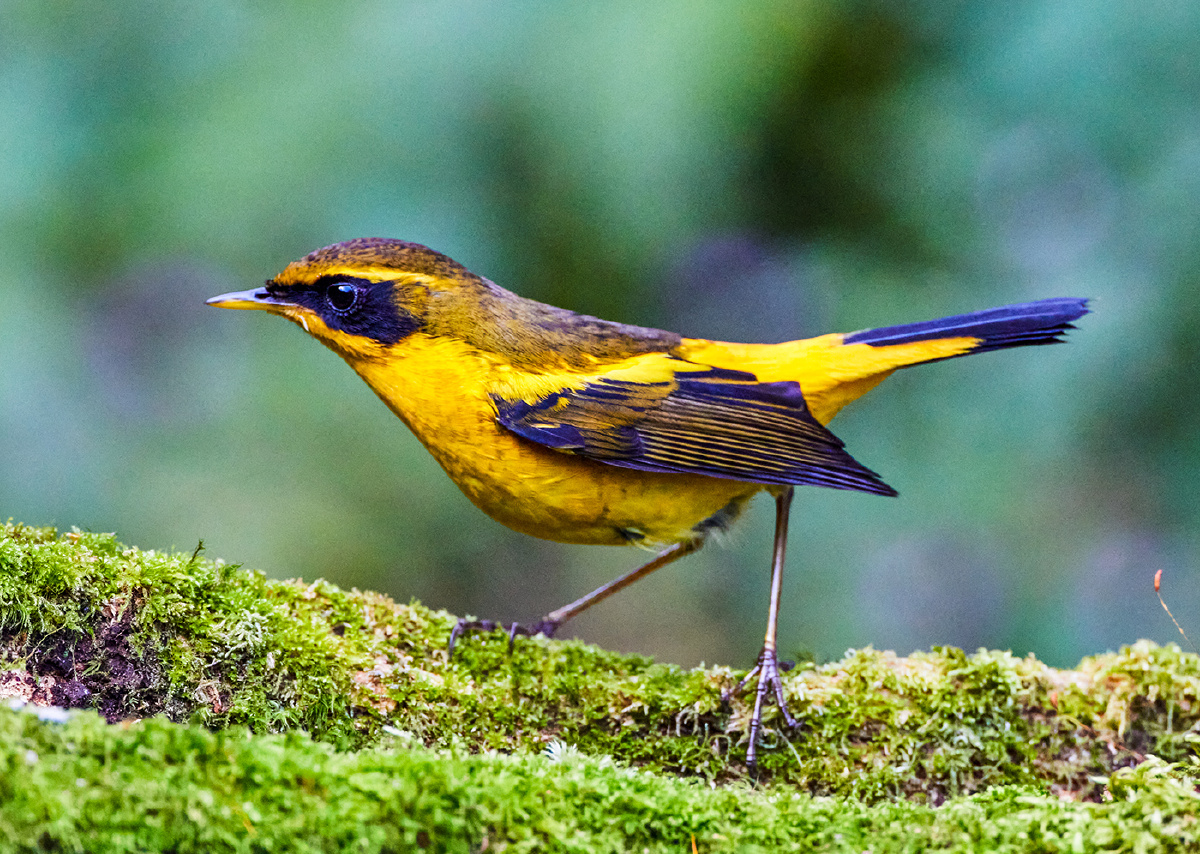 云南百花岭拍鸟金色林鸲