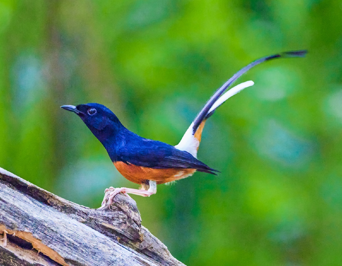 云南盈江拍鸟白腰鹊鸲