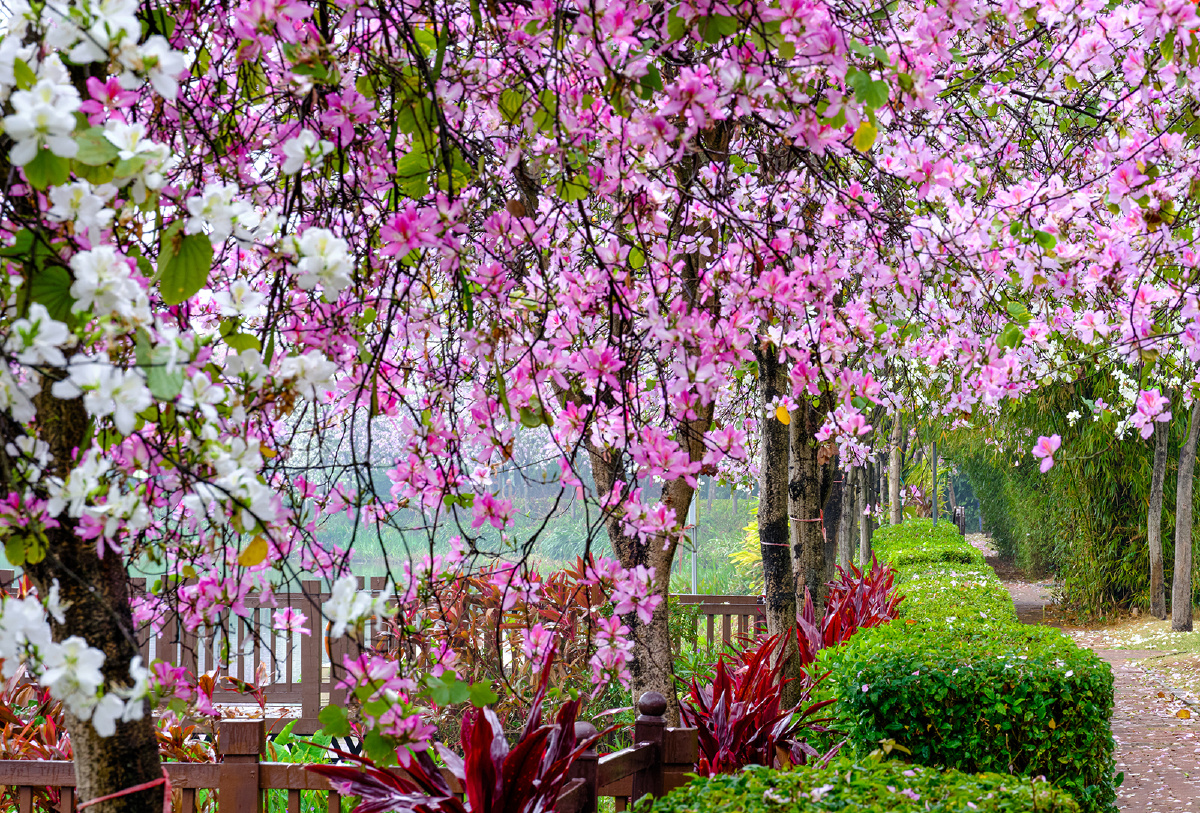 今天惊蛰去拍雨雾中的紫荆花广州海珠湿地公园的紫荆花沿着河道两边
