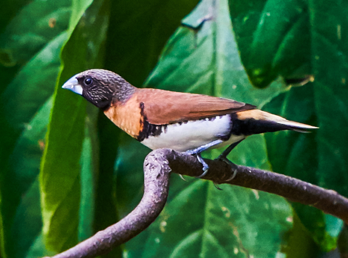 澳洲拍鸟栗胸文鸟