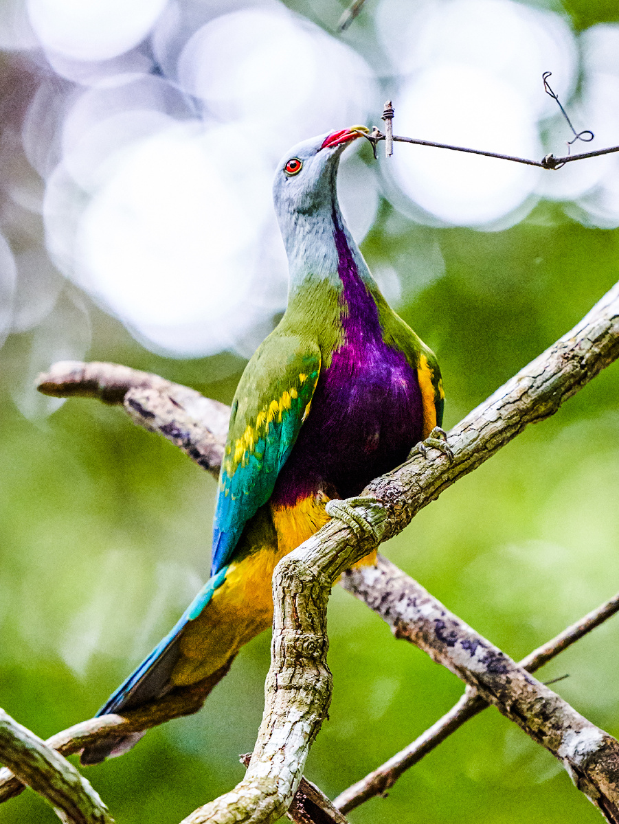 澳洲拍鸟巨果鸠