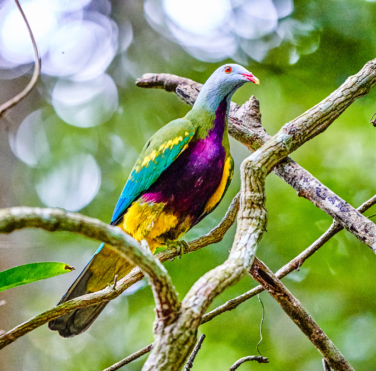 澳洲拍鸟巨果鸠