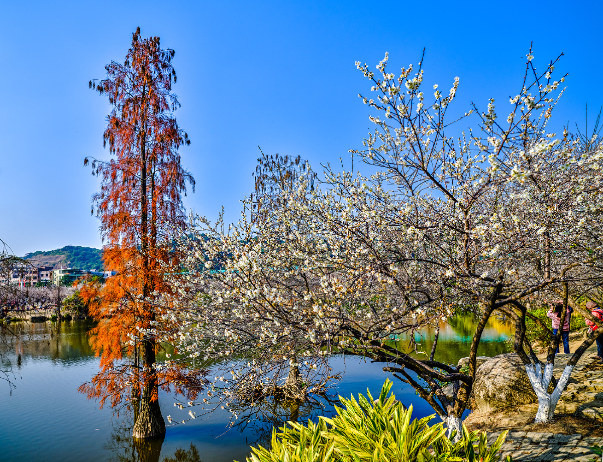 广州罗岗香雪公园梅花盛开
