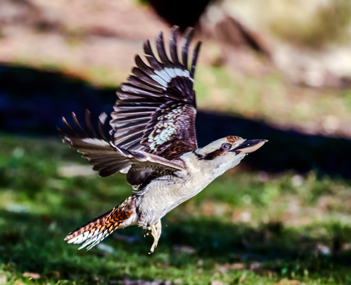 澳洲笑翠鸟 - 摄影师仇绍强 - 图虫