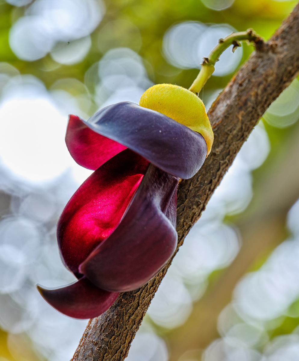 又到禾雀花开时广州花都狮岭镇联星村的禾雀花