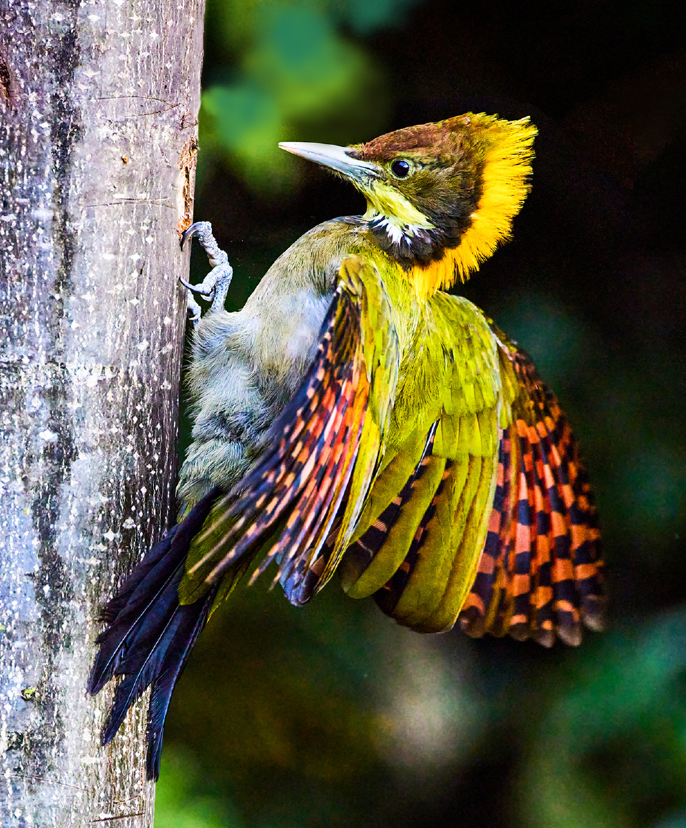 云南百花岭大黄冠啄木鸟