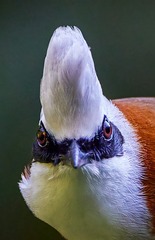 98029