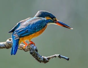 85815
