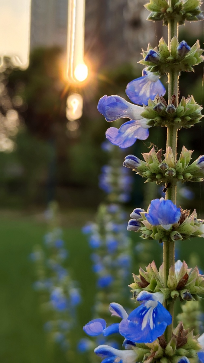 愿每个醒来的清晨都如携梦而来的花朵