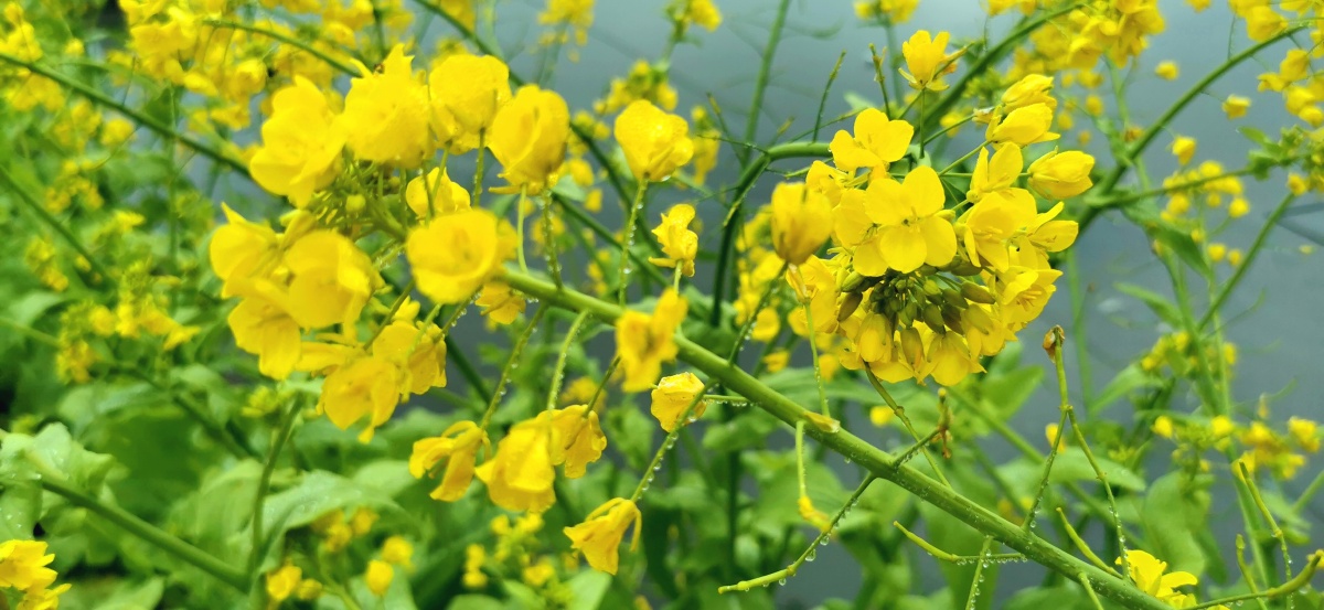家乡的青菜油菜花 - 湘子书画 - 图虫