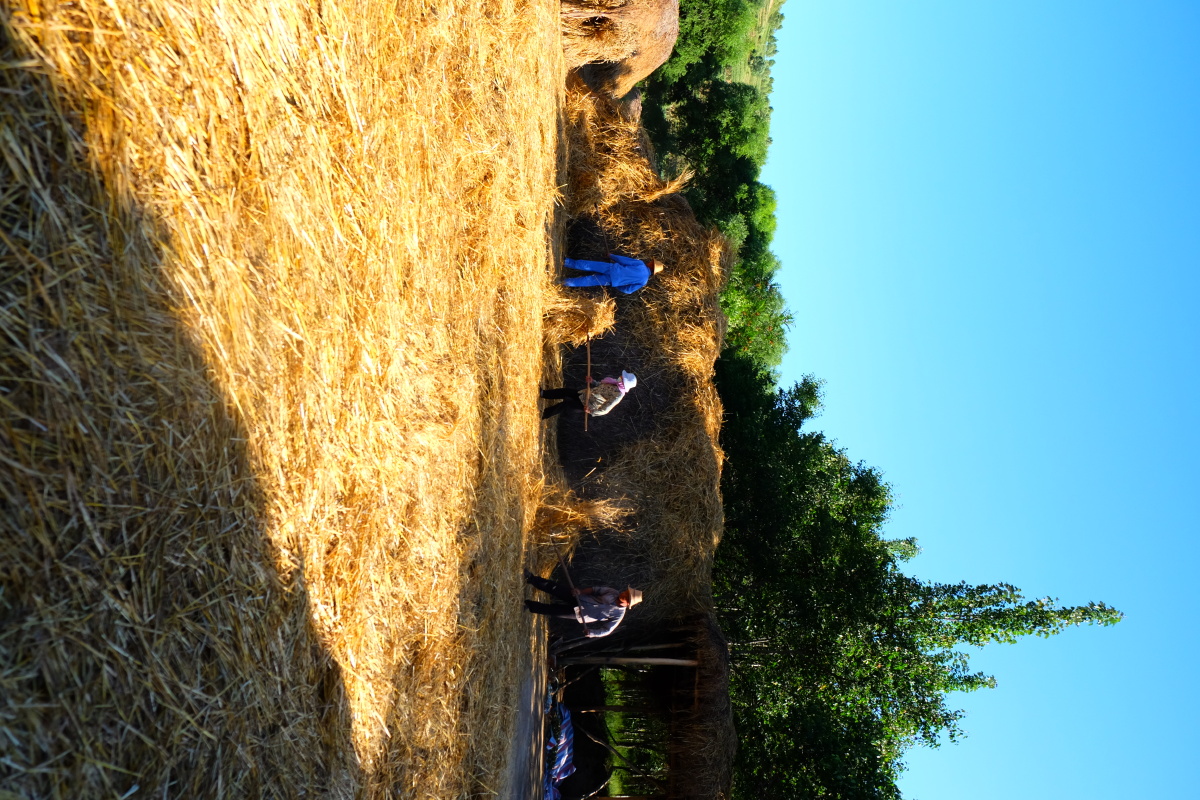 火热夏日打谷场