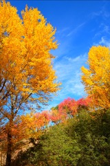 95D137E4-B32C-44C8-A8E5-FABBD59EC22C/L0/001