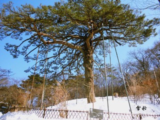 雪松