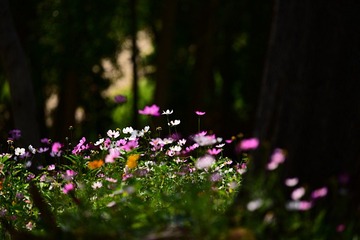 DSC_8629_