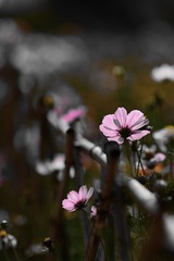 DSC_8702_