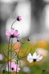 DSC_8793__