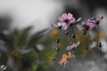 DSC_8803_