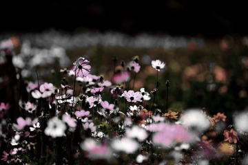 DSC_8716_