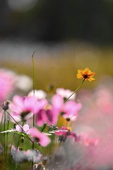DSC_8860__
