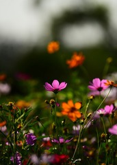 DSC_8852_