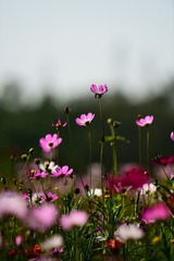 DSC_8814_
