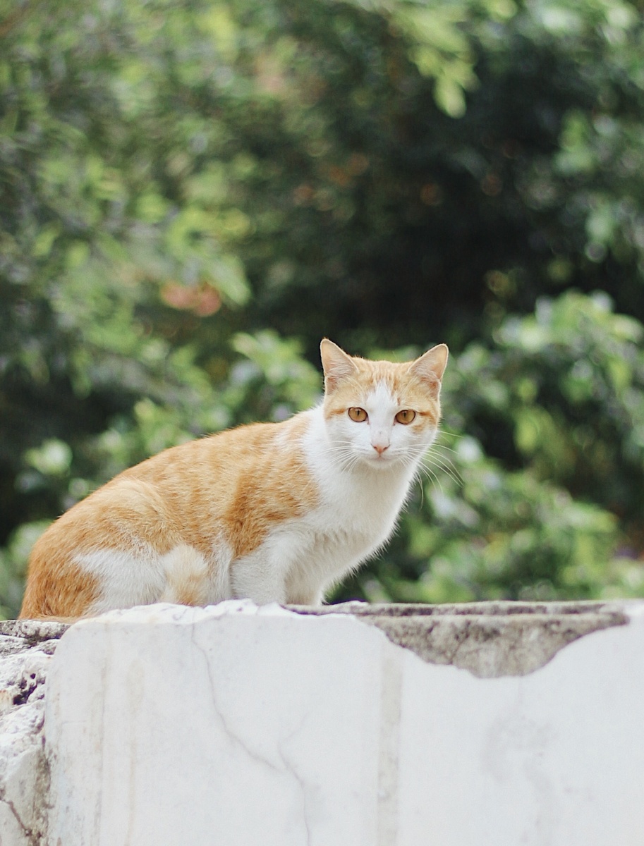 2020野外猫咪日记