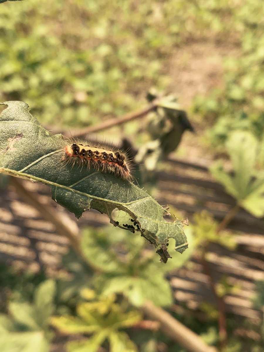 荆条虎也有许多别名"巴夹子""触子毛""脖丝毛""洋辣子毛"摸喇子"