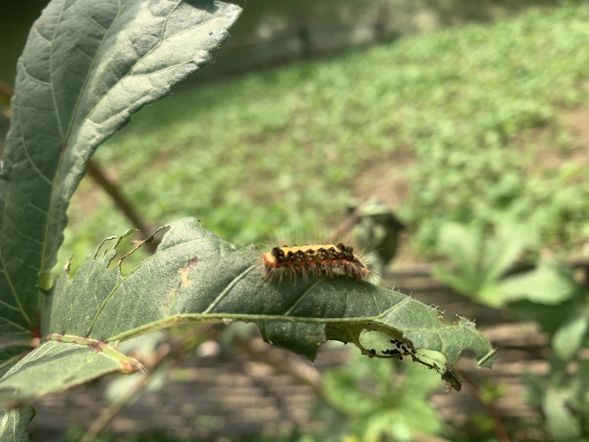荆条虎也有许多别名"巴夹子""触子毛""脖丝毛""洋辣子毛"摸喇子"