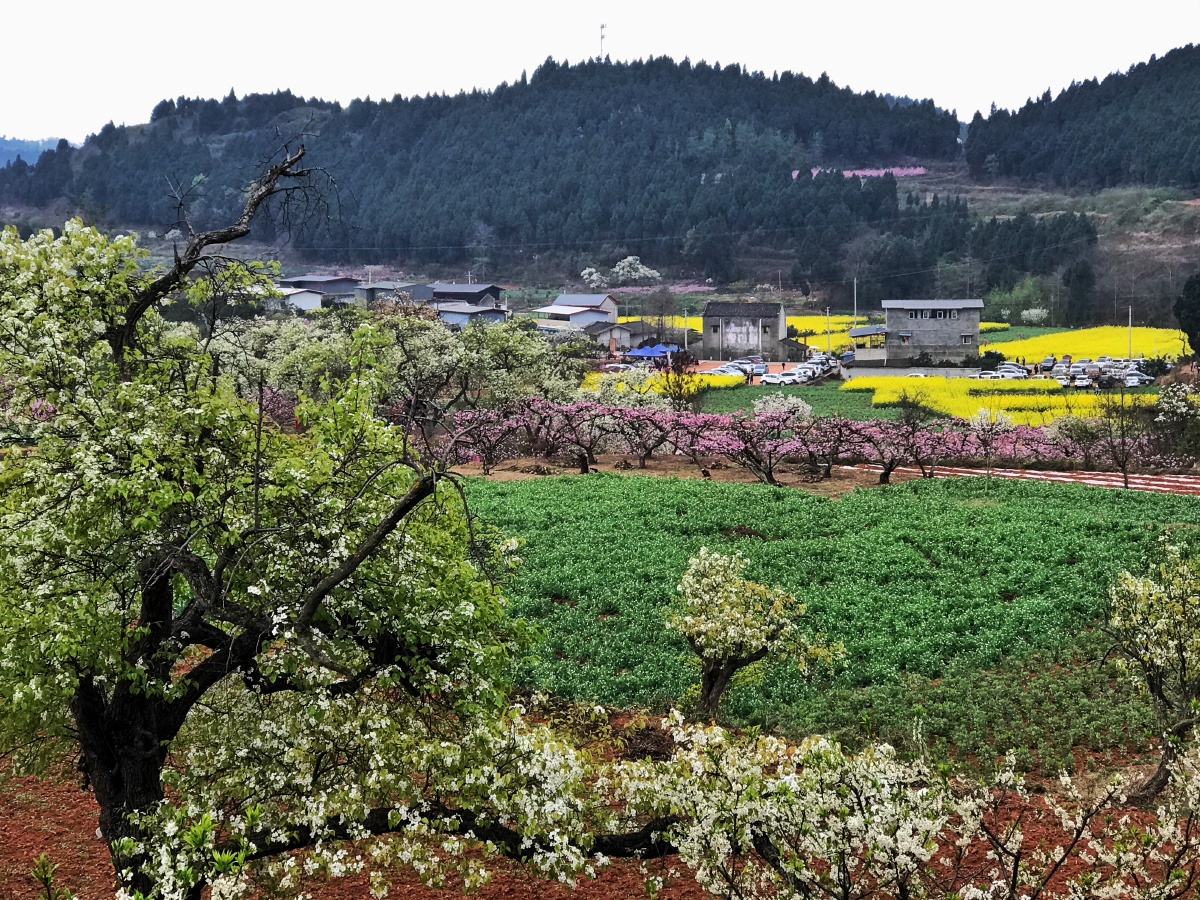 鲜花盛开的村庄